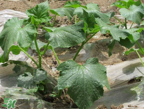 六月可以種黃瓜嗎？黃瓜什么時(shí)候播種？