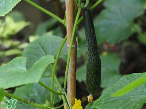 六月可以種黃瓜嗎？黃瓜什么時(shí)候播種？