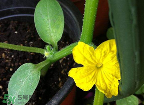 六月可以種黃瓜嗎？黃瓜什么時(shí)候播種？