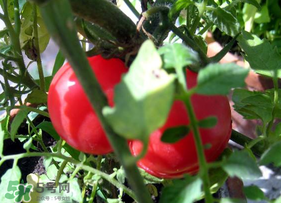 六月份可以種西紅柿嗎？西紅柿什么時(shí)候種？