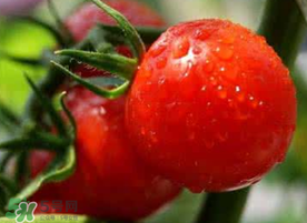 六月份可以種西紅柿嗎？西紅柿什么時(shí)候種？