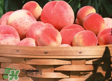 血桃產(chǎn)地在哪？血桃哪些地方產(chǎn)