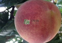 血桃多少錢(qián)一斤2017？血桃哪個(gè)品種最好吃