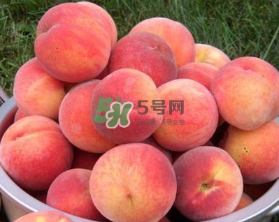 紅不軟桃?guī)自路莩墒?？紅不軟桃什么時候成熟