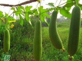 絲瓜水有什么作用？絲瓜水的功效與作用