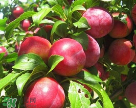 油桃怎么保存不會變軟？油桃怎么保存時間長？