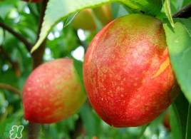 油桃怎么保存不會變軟？油桃怎么保存時間長？