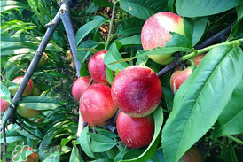 油桃和杏子能一起吃嗎？油桃能和杏子一起吃嗎？