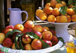 油桃和杏子能一起吃嗎？油桃能和杏子一起吃嗎？