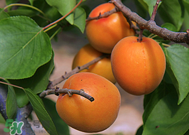 油桃和杏子能一起吃嗎？油桃能和杏子一起吃嗎？