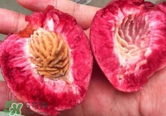 血桃?guī)啄陹旃?？血桃葉子什么顏色