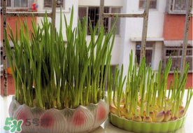 六月份可以種蒜嗎？大蒜一年可以種幾次？