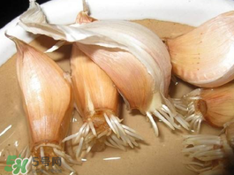 六月份可以種蒜嗎？大蒜一年可以種幾次？