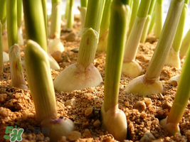 六月份可以種蒜嗎？大蒜一年可以種幾次？