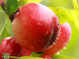 吃油桃會(huì)胖嗎？油桃的熱量多少？