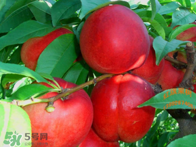 油桃和蘋果能一起吃嗎？吃完蘋果可以吃油桃嗎？