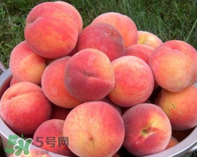 血桃?guī)啄陹旃?？血桃葉子什么顏色