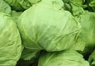 圓白菜是卷心菜嗎？圓白菜是不就是卷心菜