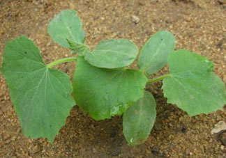 六月可以種黃瓜嗎？黃瓜什么時候播種？