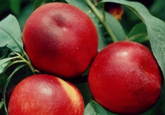 吃油桃會(huì)胖嗎？油桃的熱量多少？