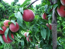 血桃?guī)啄陹旃?？血桃葉子什么顏色