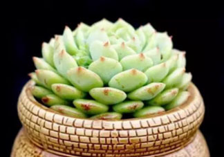 六月份可以買多肉嗎？六月可以種多肉嗎？