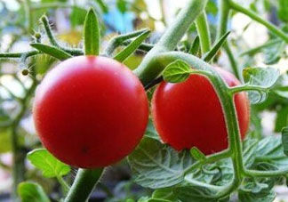 六月份可以種西紅柿嗎？西紅柿什么時(shí)候種？