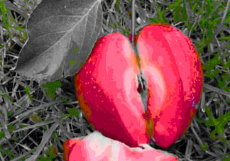 油桃和蘋果能一起吃嗎？吃完蘋果可以吃油桃嗎？