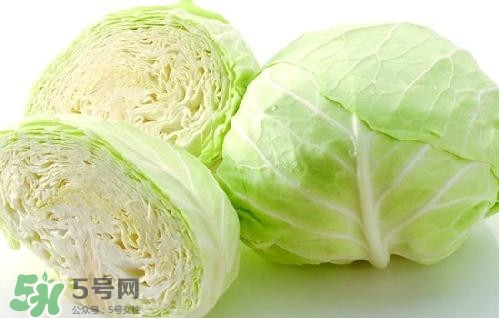 圓白菜是卷心菜嗎？圓白菜是不就是卷心菜