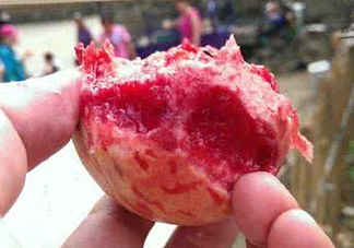 血桃多少錢一斤2017？血桃哪個品種最好吃