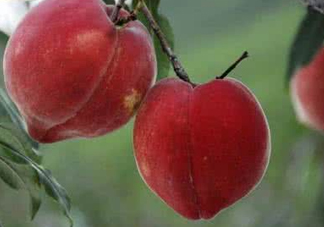 血桃?guī)啄陹旃?？血桃葉子什么顏色