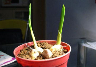 六月份可以種蒜嗎？大蒜一年可以種幾次？