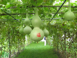 六月份可以種葫蘆嗎？葫蘆幾月份種？