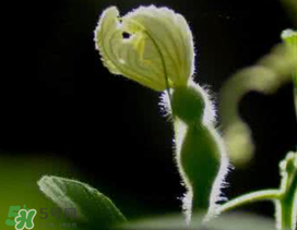 六月份可以種葫蘆嗎？葫蘆幾月份種？