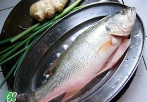 鱸魚是海鮮嗎？鱸魚是不是海鮮？