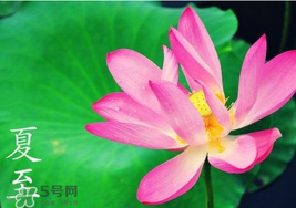 夏至是入伏嗎？夏至后多久入伏？