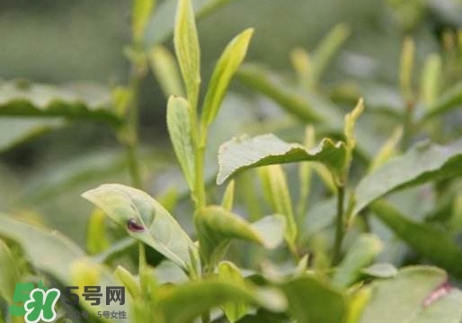 喝信陽毛尖有什么好處？信陽毛尖是紅茶還是綠茶？