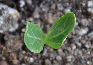 六月份可以種葫蘆嗎？葫蘆幾月份種？