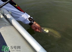 釣海鱸魚什么時(shí)候最好？釣海鱸魚用什么樣的魚餌？