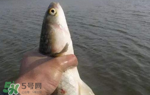 釣海鱸魚什么時(shí)候最好？釣海鱸魚用什么樣的魚餌？