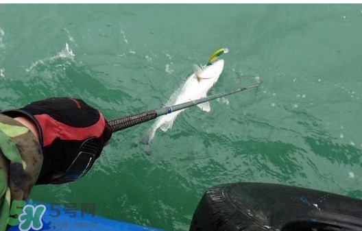 釣海鱸魚什么時(shí)候最好？釣海鱸魚用什么樣的魚餌？