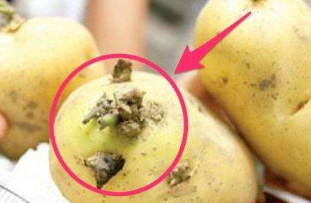 馬鈴薯有點(diǎn)綠能吃嗎？馬鈴薯有點(diǎn)發(fā)芽可以吃嗎