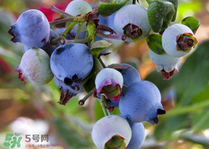 蘋果和藍(lán)莓能一起吃嗎？蘋果和藍(lán)莓干能一起吃嗎？