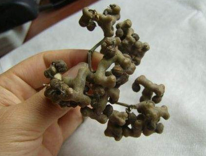 拐棗什么時候成熟？拐棗是什么樣的呀