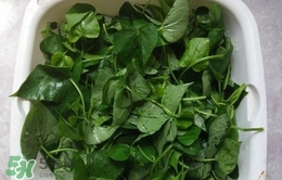 苕尖的營養(yǎng)價(jià)值_苕尖的功效與作用及食用方法 苕尖的營養(yǎng)價(jià)值_苕尖的功效與作用及食用方法