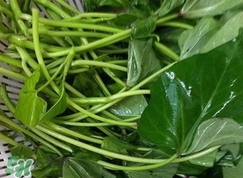 苕尖怎么保存_苕尖怎么保鮮_苕尖保存方法 苕尖怎么保存_苕尖怎么保鮮_苕尖保存方法