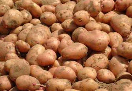 馬鈴薯是土豆嗎？馬鈴薯是土豆還是紅薯？