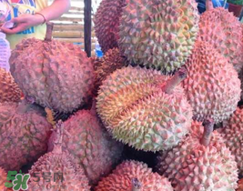紅心榴蓮好吃嗎？紅心榴蓮和普通榴蓮哪個好吃?