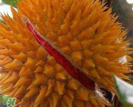 紅心榴蓮好吃嗎？紅心榴蓮和普通榴蓮哪個好吃?