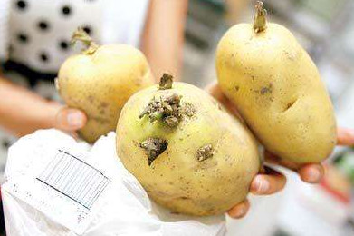 馬鈴薯有點(diǎn)綠能吃嗎？馬鈴薯有點(diǎn)發(fā)芽可以吃嗎